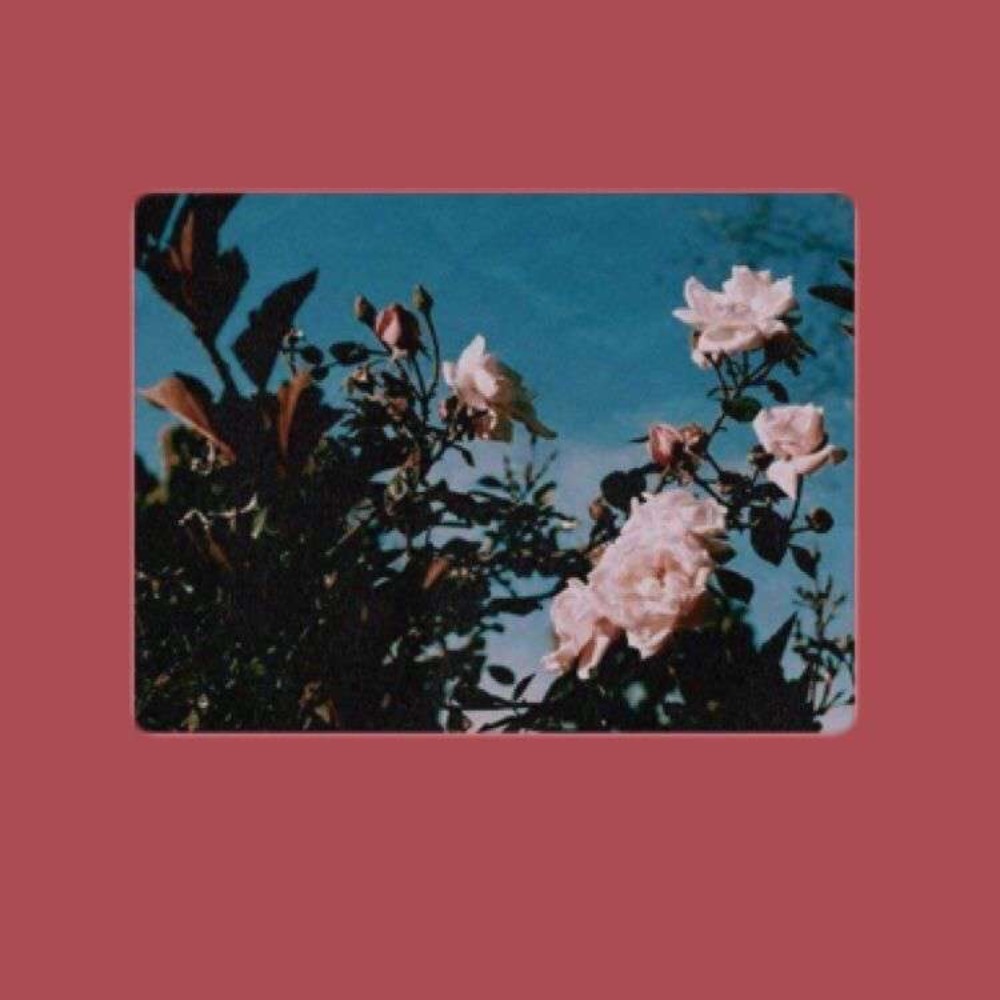 Meet your Posher, Laila